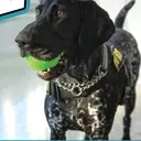 Logo of Transportation Security Administration  Dallas Love Field Canine