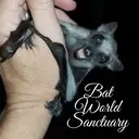 Logo of BAT WORLD SANCTUARY