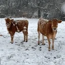 Logo of GOVINDA GOSHALA COW HAVEN INC