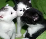 Logo of Alley Cat Rescue