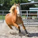 Logo of HOPE EQUINE RESCUE