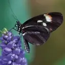 Logo of Butterfly Pavilion