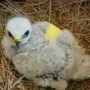 Logo de LAST CHANCE FOREVER