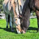 Logo of NATIONAL CENTER FOR EQUINE FACILITATED THERAPY