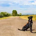 Logo of Paragon Service Dogs