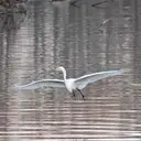 Logo of LONG GROVE PARK DISTRICT