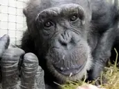 Logo of Primate Rescue Center