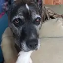 Logo of CANINE RESCUE OF CENTRAL PA INC