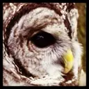 Logo of WILDBIRD RECOVERY INC