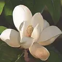 Logo of Magnolia Hospice Company