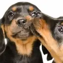 Logo of IAABC FOUNDATION