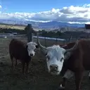 Logo of PULLING FOR PAWS