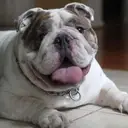 Logo of AUSTIN BULLDOG RESCUE