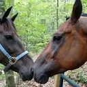 Logo of ROCK RUN ANIMAL RESCUE