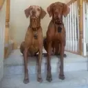 Logo of COLORADO WYOMING VIZSLA RESCUE GROUP INC