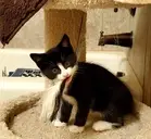 Logo de NO MORE CHASIN TAILS