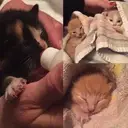 Logo of PIECE OF HEAVEN Kitten Adoption