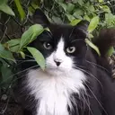 Logo de BOSTON'S FORGOTTEN FELINES INC