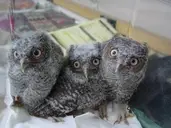 Logo de TWRC Wildlife Center