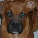 Logo of NEW LIFE BOXER RESCUE
