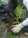 Logo of TreeFolks