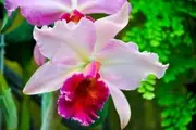 Logo of Orchid Mental Health Legal Advocacy of Colorado, Inc.