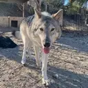 Logo of WOLF CONNECTION