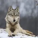 Logo of WOLF SANCTUARY OF PA INC