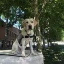 Logo of Warrior Canine Connection