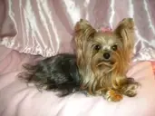 Logo of Pets for Life