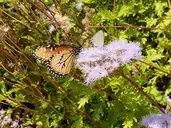 Logo of Lake Arlington Native Plant and Pollinator Garden