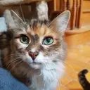 Logo of Desperate House Cat Rescue Society