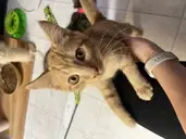 Logo of The Cat Sanctuary