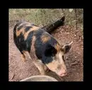 Logo de Paragon Cooperative, et. al., Co.