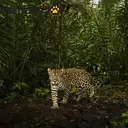 Logo of KAMINANDO HABITAT CONNECTIVITY INITIATIVE