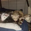 Logo of PG FERRET HOUSE INC