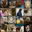 Logo of SAVE THE ANIMALS RESCUE FOUNDATION INC