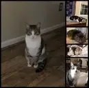 Logo of FELINE MATCHMAKERS INC