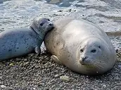 Logo of Carpinteria Seal Watch