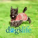 Logo of Dogslife