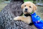 Logo of Guide Dogs of Texas