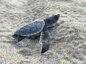 Logo of C-Natura Foundation