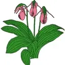 Logo de THE NORTH CAROLINA NATIVE PLANT SOCIETY INC