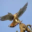 Logo de RAINIER AUDUBON SOCIETY