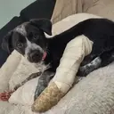 Logo of Humane Society of Lincoln County