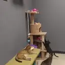 Logo of Care: Cat Crusade Adoption & Rescue