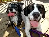 Logo of South Suburban Humane Society