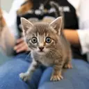Logo of PURR NATION CAT ALLIANCE INC
