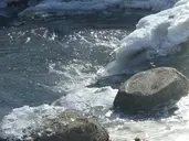 Logo of Bur Oak Land Trust