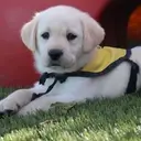 Logo of INTERNATIONAL GUIDING EYES INC